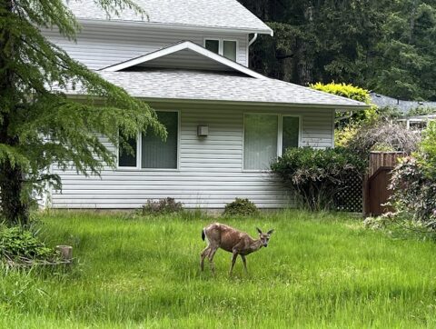 2024-06-03 - Deer