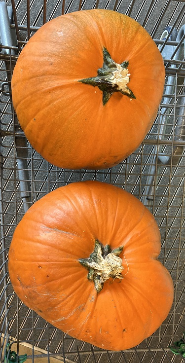 2024-10-29 - Pumpkins